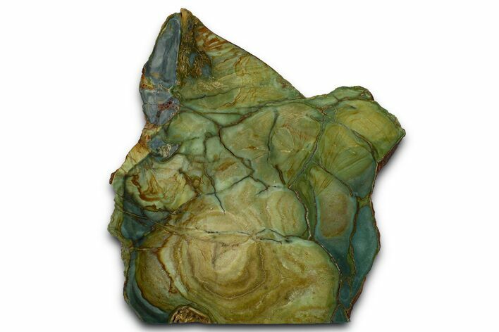 Gary Green Jasper (Larsonite) Bog Wood Slab - Oregon #371003